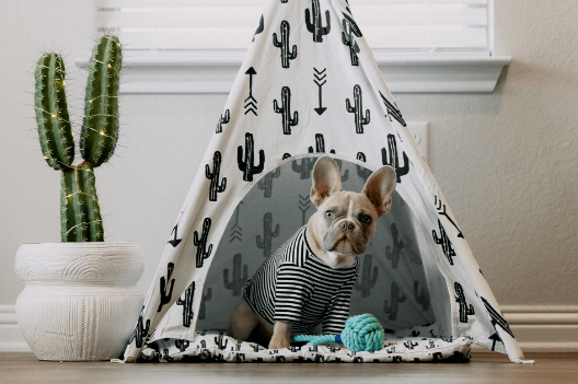 Las 10 mejores razas de perros perfectas para apartamentos pequeños: la guía definitiva