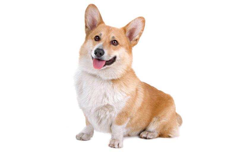 Corgi: ¡el favorito de la realeza! Características, personalidad y cómo cuidarlos.