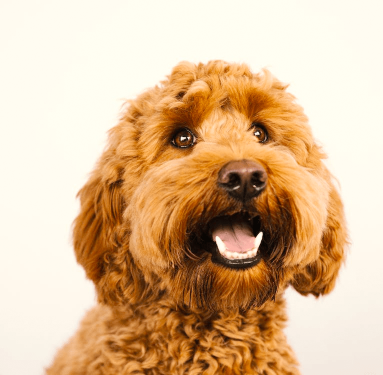 Labradoodle: amistoso y sociable. Conozca los orígenes de la raza y las pautas de cuidado.