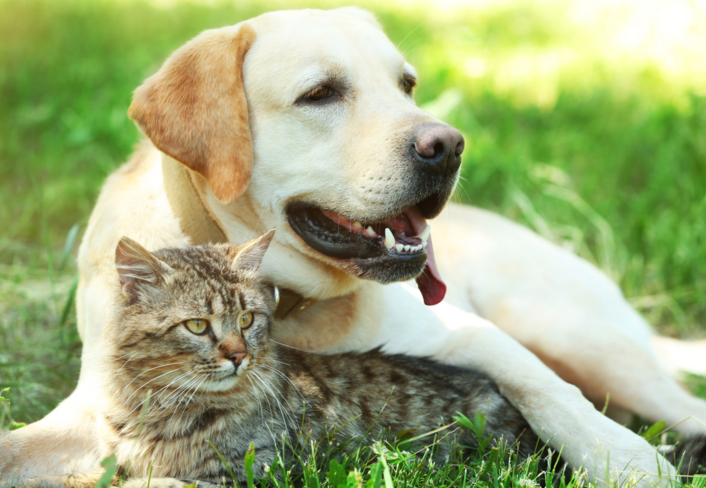 Un Paquete, Dos Amigos: La Historia de un Labrador y un Gato que Desafían las Expectativas