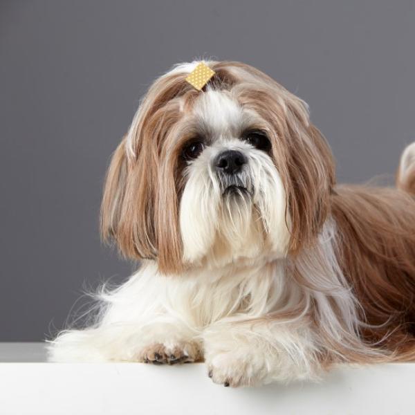 Shih tzu: characteristics, care, education.